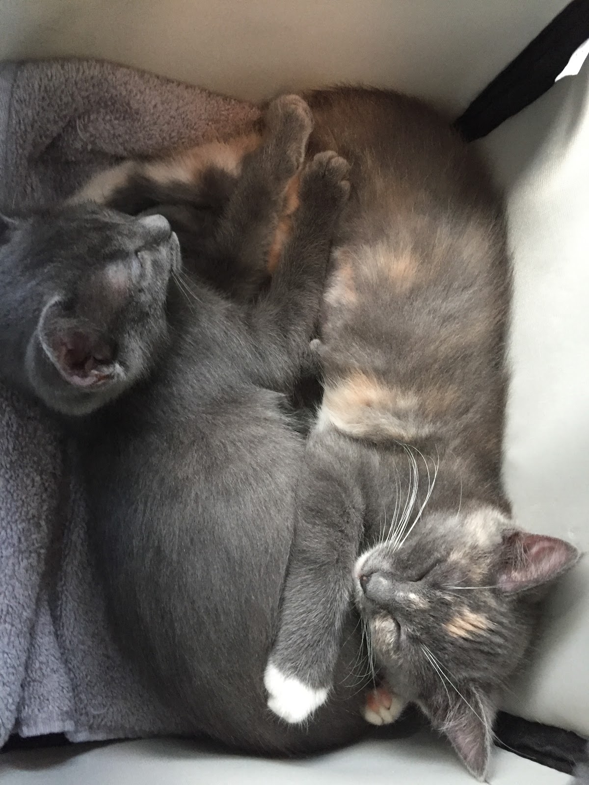 Two gray kittens