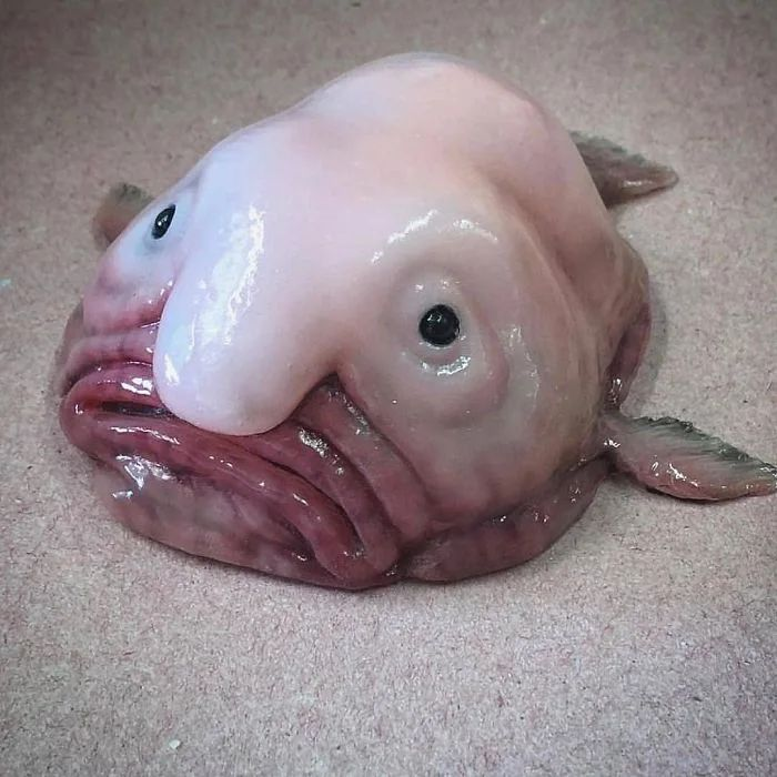 a blobfish lying on the ground looking desperate