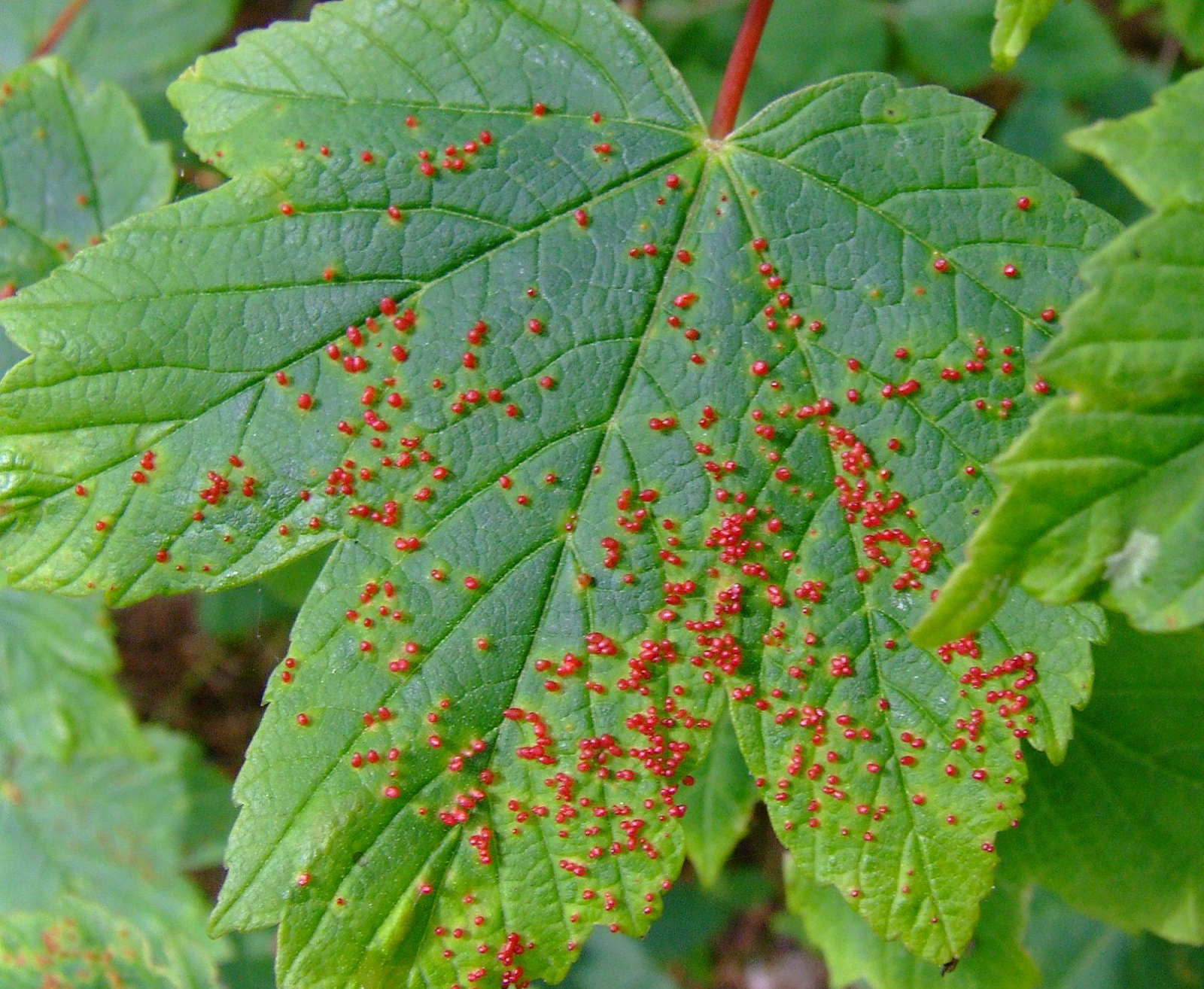 Красный налет на виноградном листе