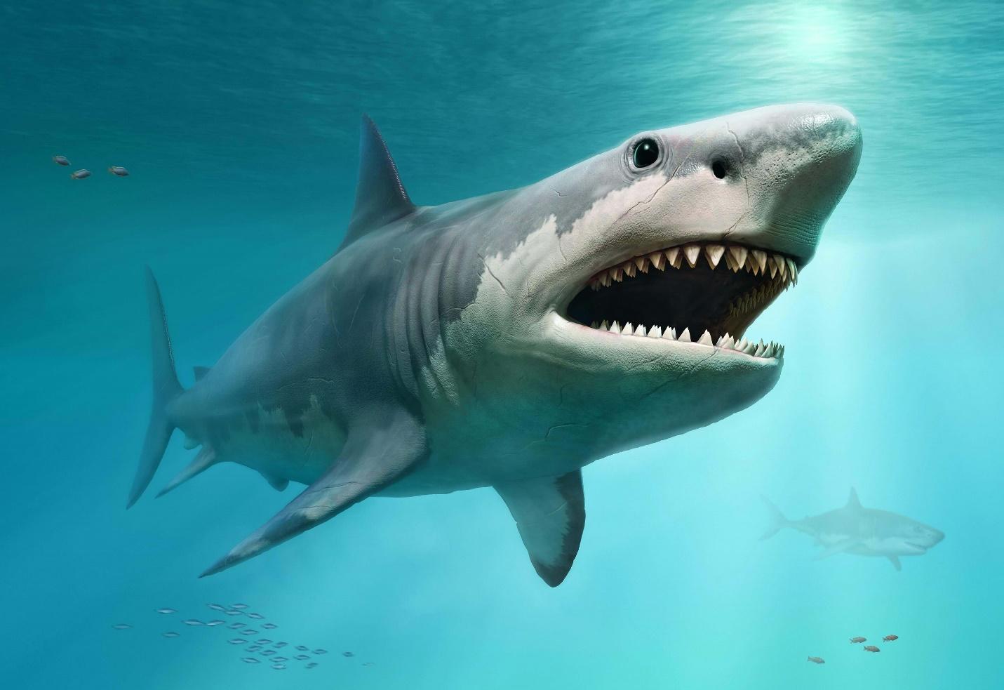 A shark swimming in the water

Description automatically generated