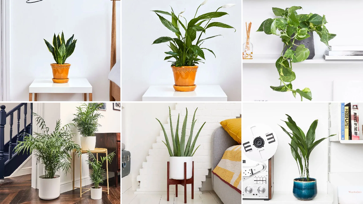 Plants
