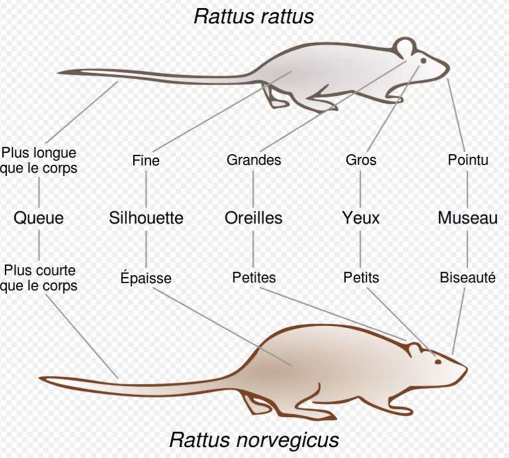 Comment se débarrasser des rats ? – Journal du chasseur