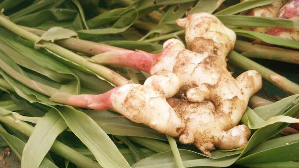 How Long Does It Take to Grow Ginger