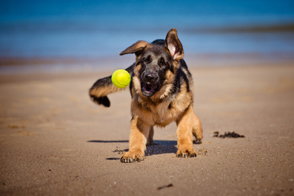 cachorro gsd jugando con pelota