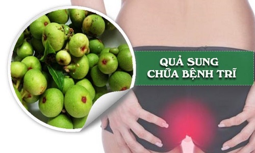 Chữa trĩ nội tại nhà bằng Quả sung