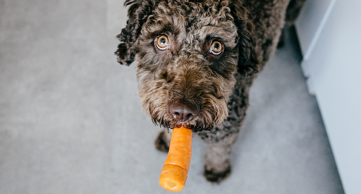 dog looking at the camera with a carrot in his mouth