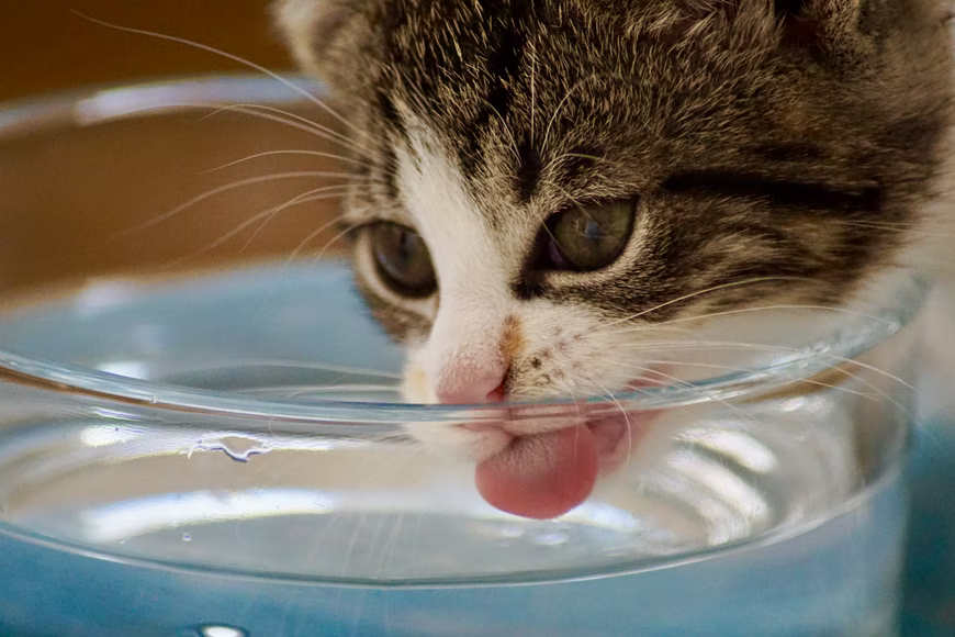 Cat water fountains 