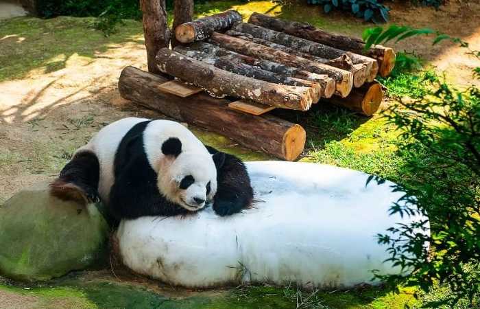 panda gergasi di zoo negara