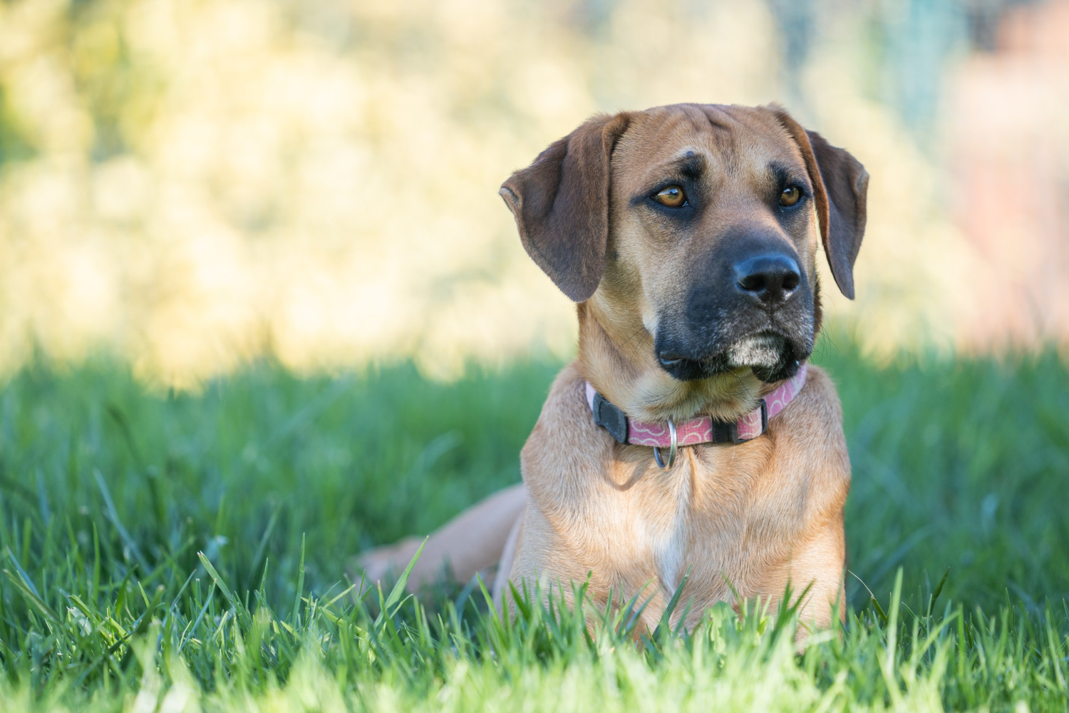 What is Canine Hypothyroidism and What Causes It? - Volhard Dog Nutrition