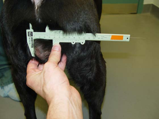 Perro con atrofia testicular del testículo izquierdo