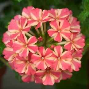 Image result for verbena estrella voodoo salmon star