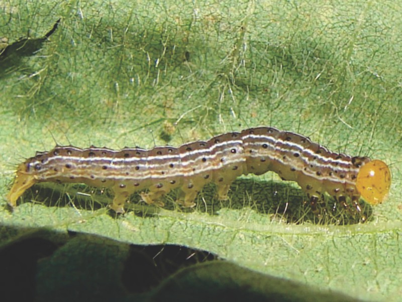 Vista lateral da lagarta da soja, com presença de cinco listras brancas longitudinais e pontuações escuras distribuídas por todo o corpo