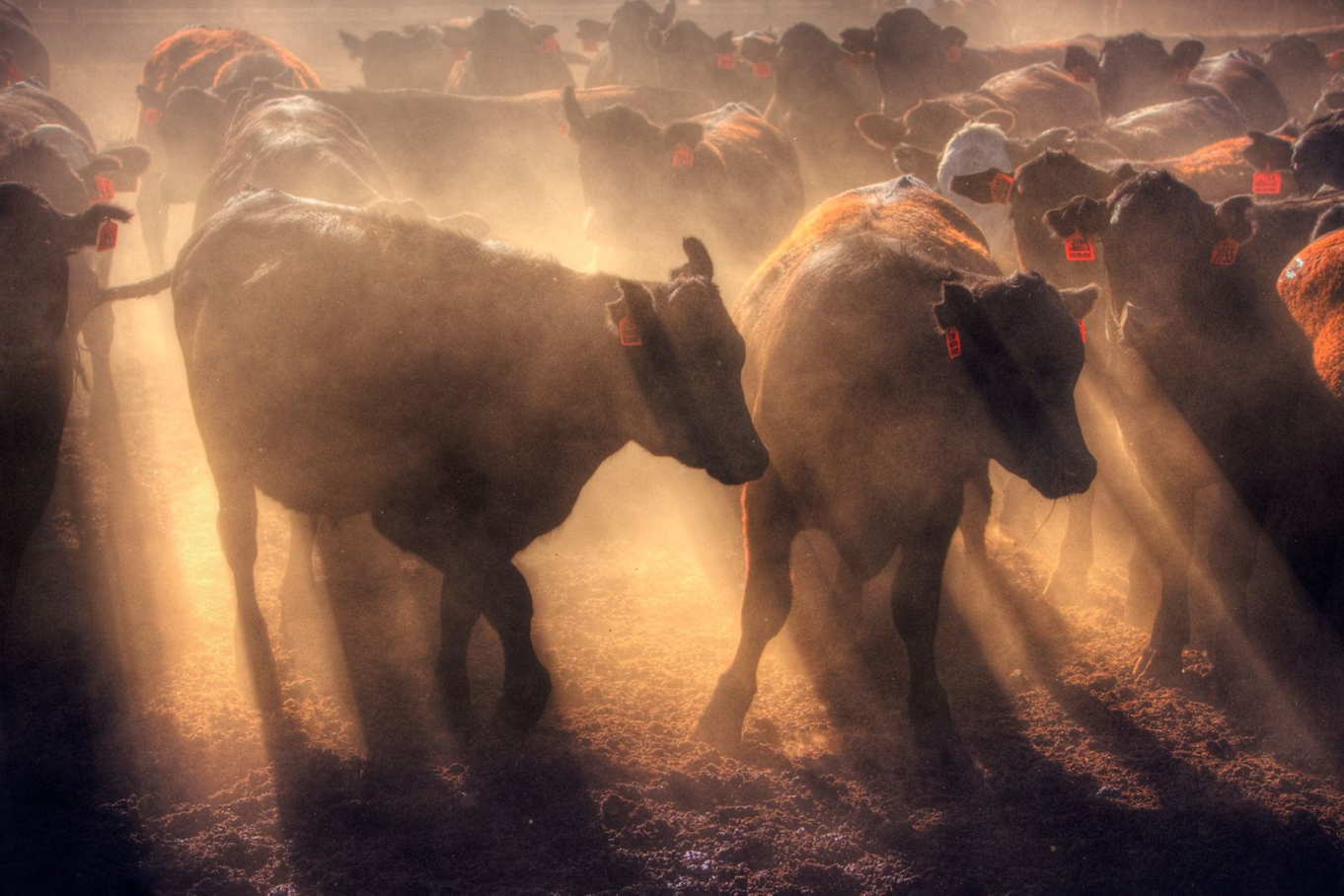 A group of cows in a field</p>
<p>Description automatically generated with low confidence