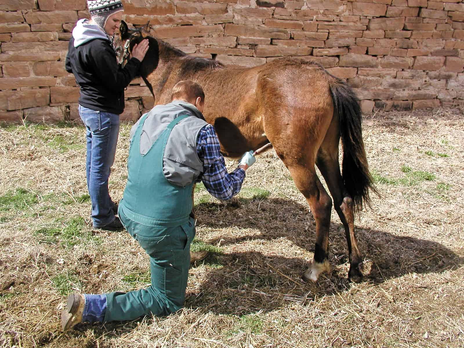 Castration: The When and How – The Horse