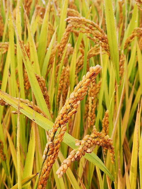 Rice crop in a field