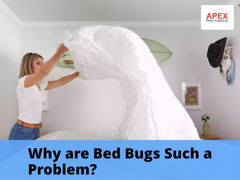 Bed Bug Room Heater