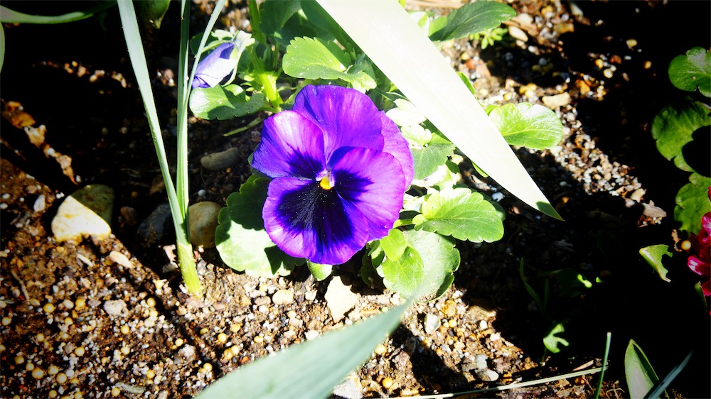 Bright Sun Pansy.jpg