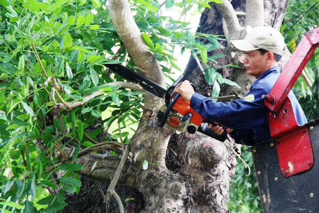 Nhân viên sẽ khảo sát vị trí, địa hình cắt tỉa cây xanh tại huyện Dầu Tiếng
