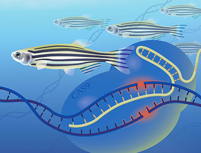 The image depicts several zebrafish swimming in a sea of DNA strands. The CAS9 represents the enzyme used to cut the DNA strand and either incorporate or remove pieces of DNA, which is gene editing. The sgRNA is a genetic template used in the process.