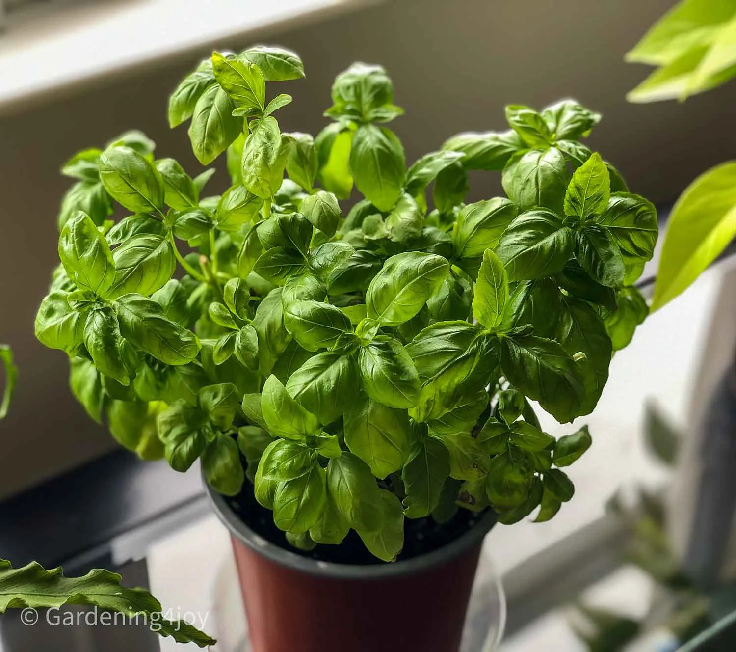 Basil (Ocimum basilicum)