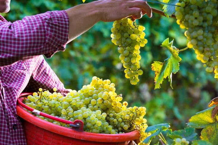 September, Monat der Trauben und Beginn der Weinlese | Giordano | Blog