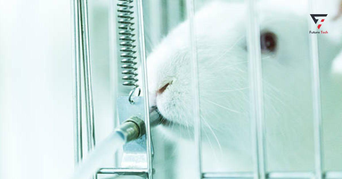 Water and Your Rabbit Health: What You Need to Know - Rabbitrunway