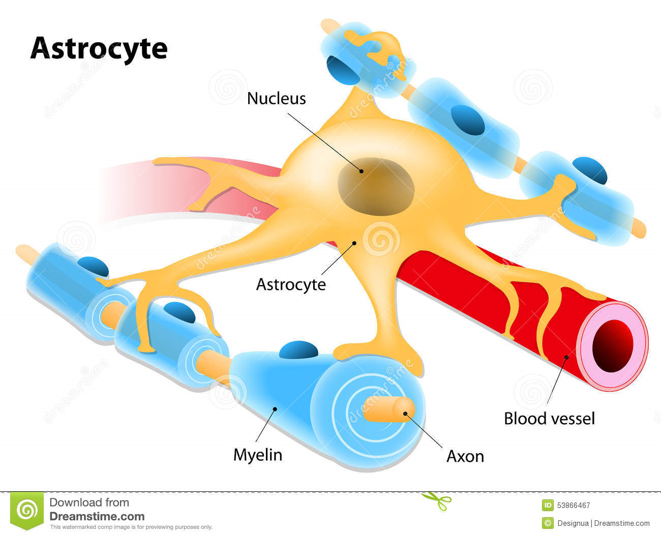 Astrocyte cells