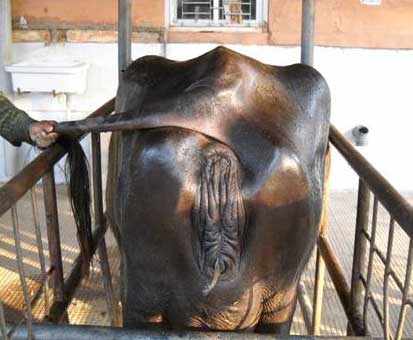 Buffalo with endometritis showing mucoid vaginal discharge. (Photo Courtesy Dr G. N. Purohit, Department of Veterinary Gynecology and Obstetrics, College of Veterinary and Animal Sciences, Rajasthan University of Veterinary and Animal Sciences, Bikaner Rajasthan, India.)