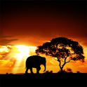 African Sunset Live Wallpaper apk