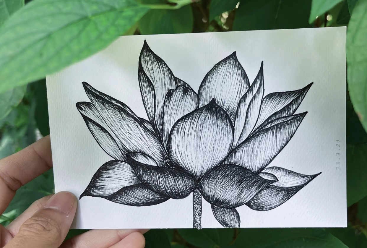 succulent sketch
