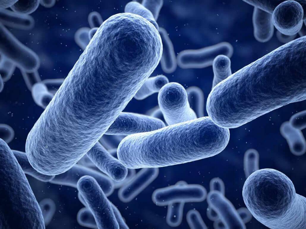 What I want all my students to know about Listeria – ConnectFood: Food  Safety Plans Made Easy