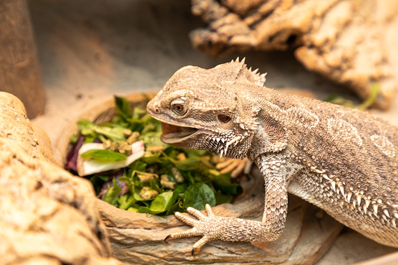 Can Bearded Dragons Eat Kale