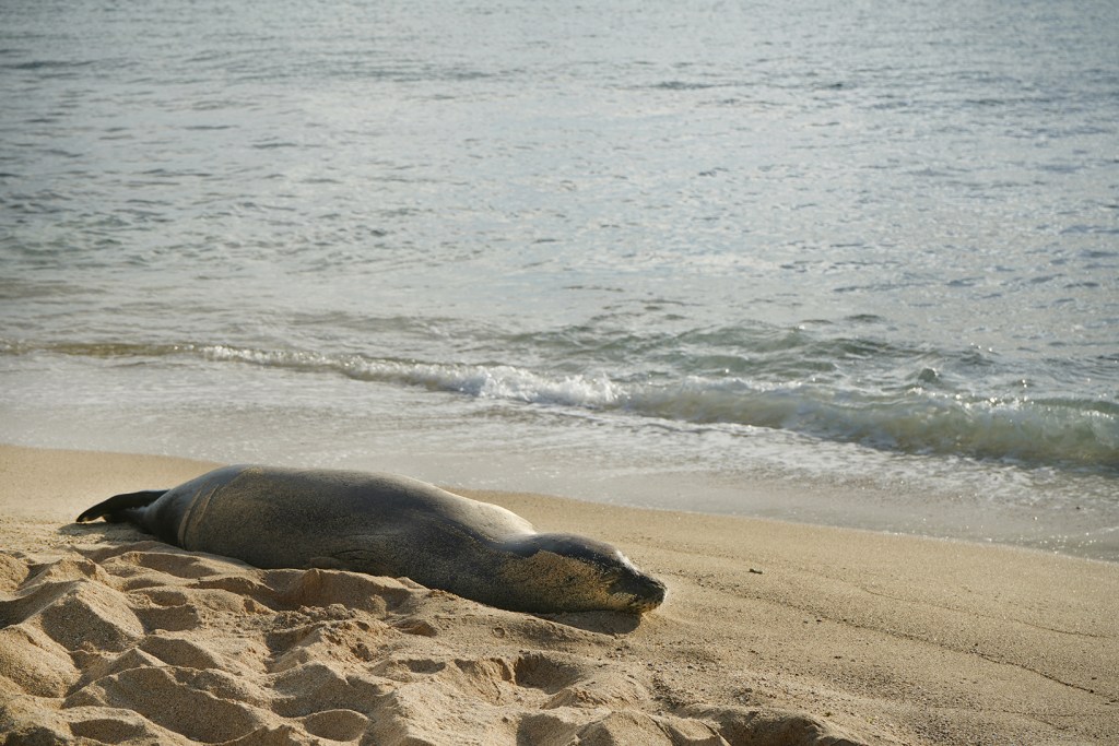 Sleepy monk seal - Kauai Things to Do: a Guide to the Garden Isle of Hawaii