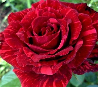 Red Intuition - Bush Rose (Bare Rooted) - Roses Victoria