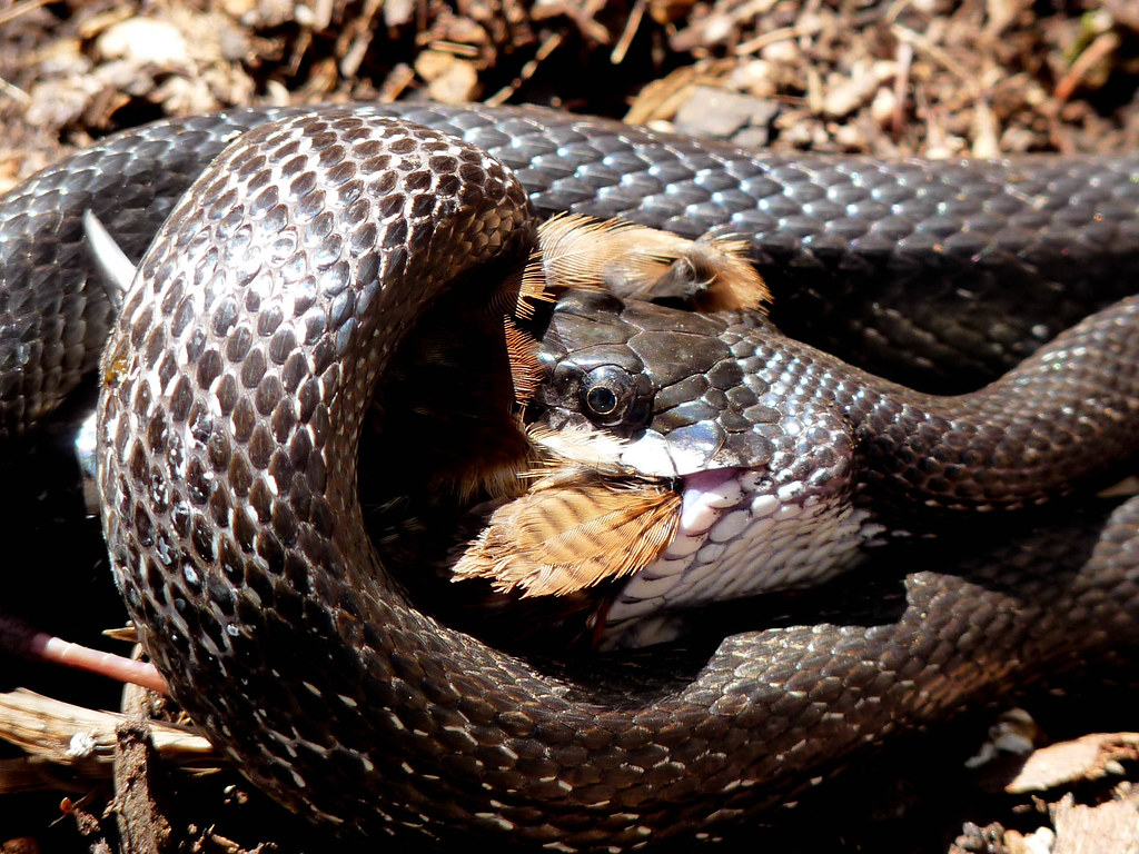 Змеи гибриды. Питание змей в природе. Фото барсук поедает гадюку. Гибрид змеи
