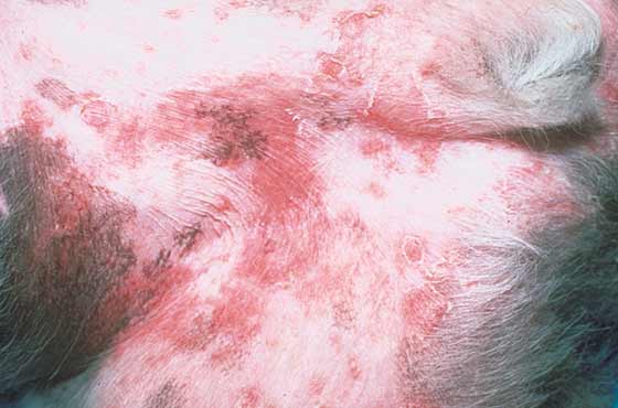 Papules, plaques, and epidermal collarettes in a 6-year-old, castrated Border Collie with pyoderma
