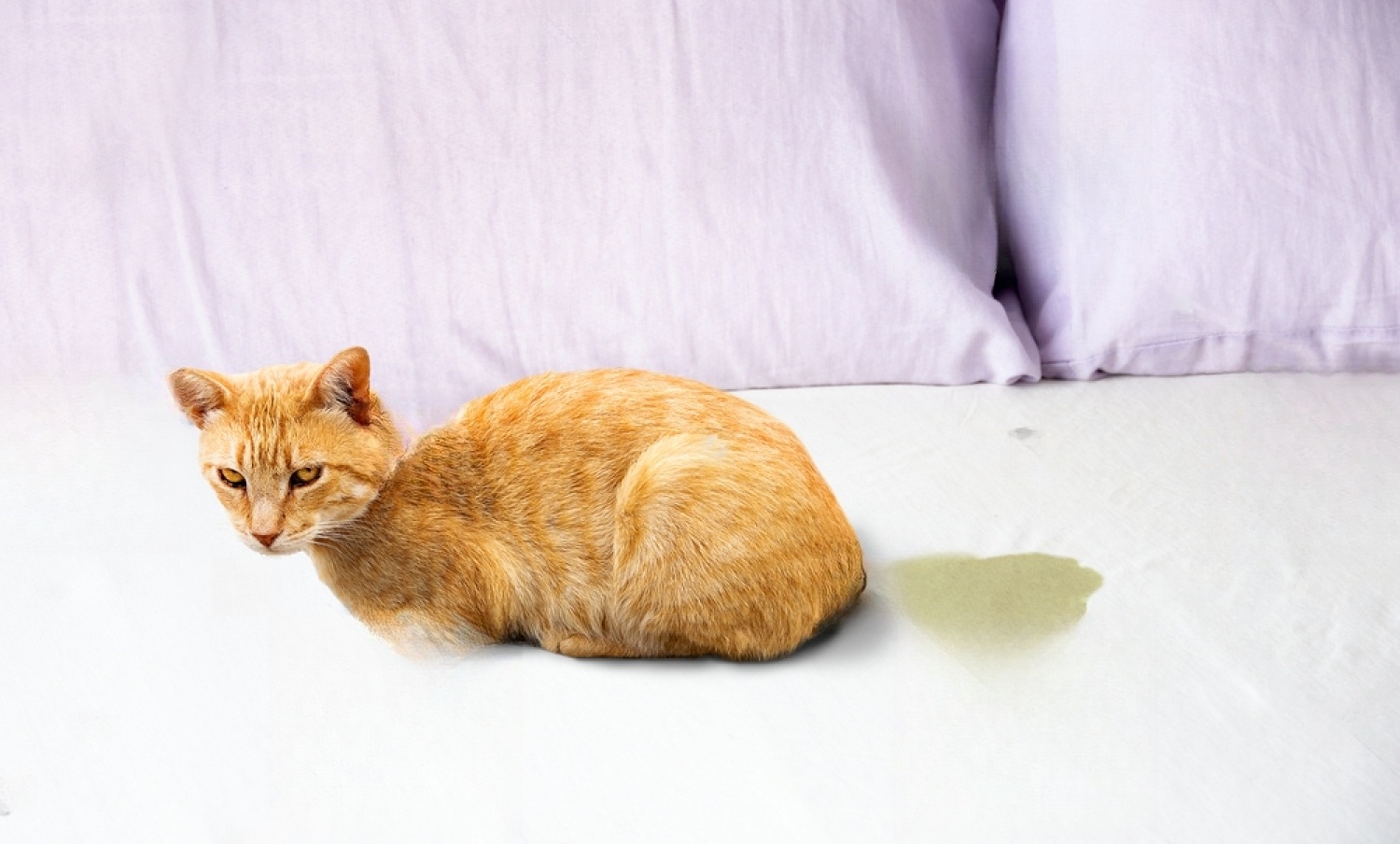 How To Get Rid of Cat Pee Smell? 2 43cCq9NKhisIRkOgkdf8eQmxNUgV7VTe7uHxWChY1uMDksfMKpKPYICZcSNC5nD6AJF225GDwfAVihdOA2 Kxm6YywXKm9f jbJ2ZgSsFblYUKwdEmS2uJSpY0IRpR