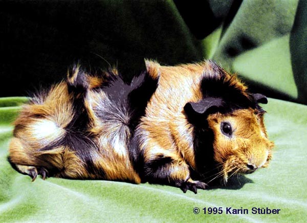 Domestic guinea pig (Abyssinian tortoiseshell).