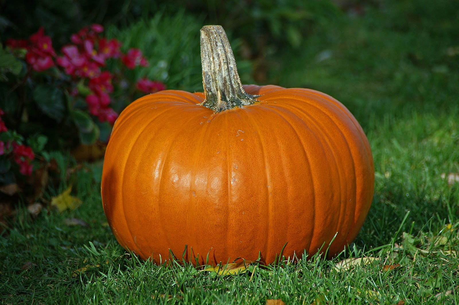 File:Pumpkin.jpg - Wikimedia Commons