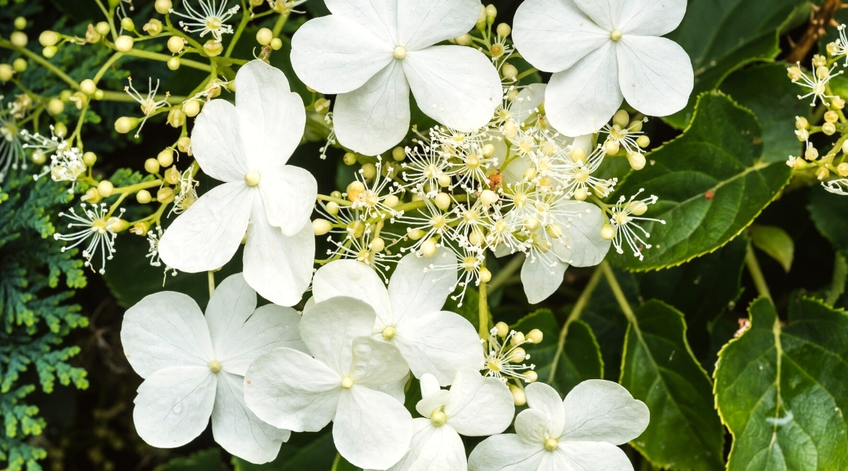 Hydrangea (Hydrangea anomala)