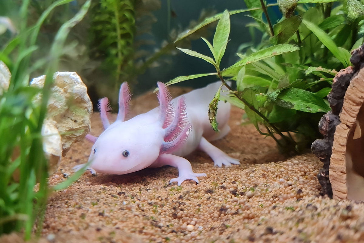 Can Axolotls Eat Mealworms