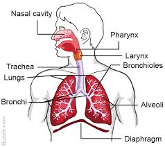 Respiratory System - Miss Jackson Science 7