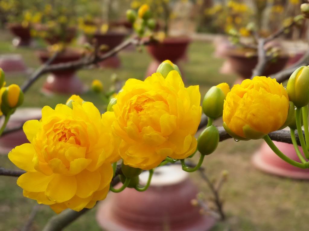 Diễn đàn rao vặt: các giống mai đẹp và lạ ở Việt Nam 49z7LDaIYtjJ51Zteax41cfnM7J8W0QG5_FcOgcqNMNaZTSX6yCwNwMMDJaUt69z28YpwXVsopY_nmEK3xcU6Z8x3KLbym1phAHtlBJBsAReI_lujuHkY-_Z3I_bHfd9HQ2oKN8B