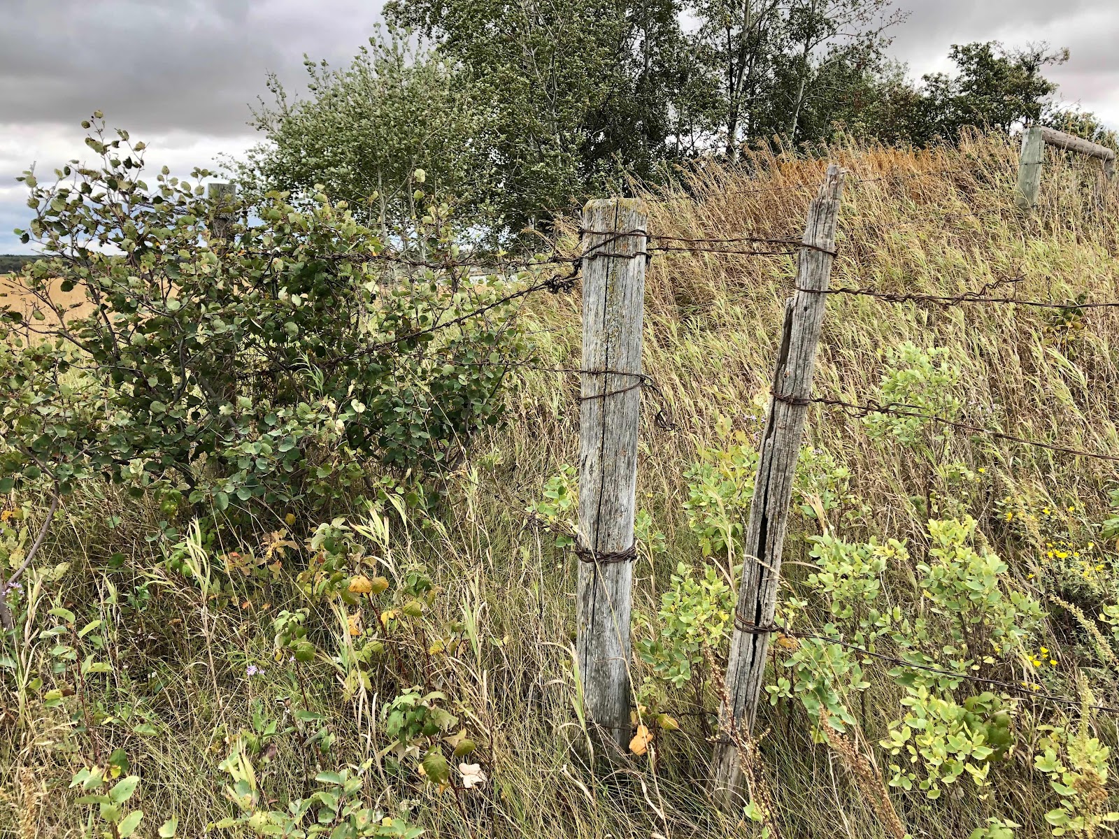 fence post photo