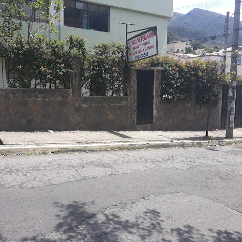 Opiniones de Basset Hound en Quito - Veterinario