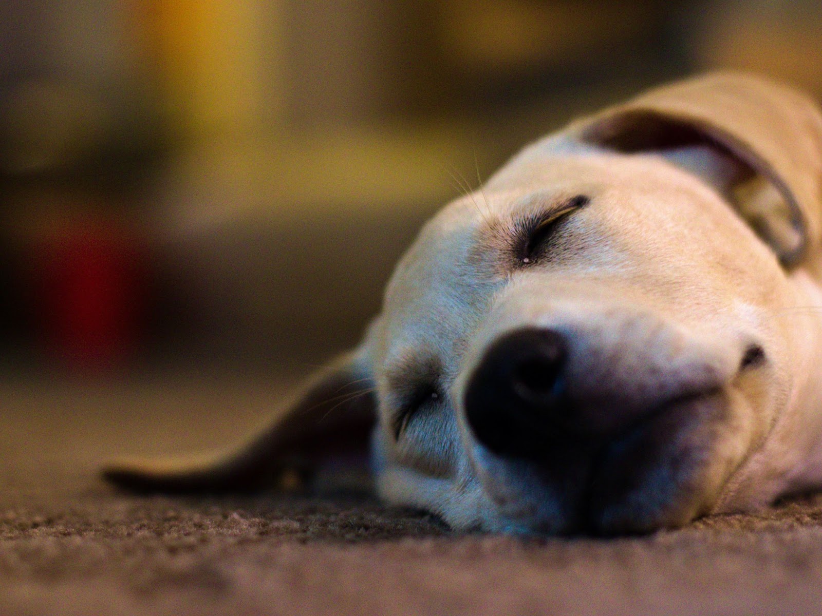 くつろいだ様子の犬