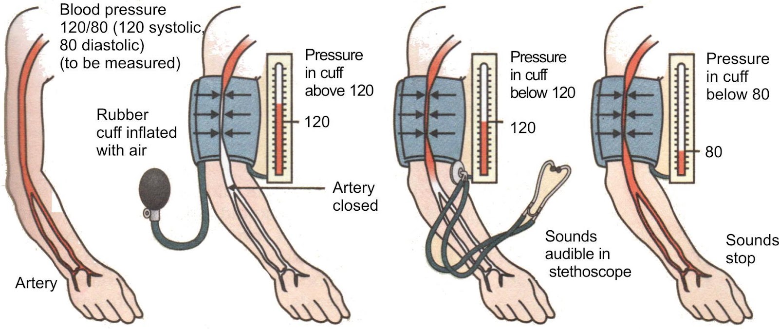 Circulatory System | Blood vascular system | life process class 10th