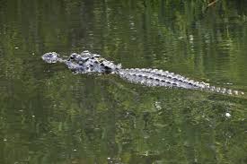 American Alligator Swimming Through Water | ClipPix ETC ...