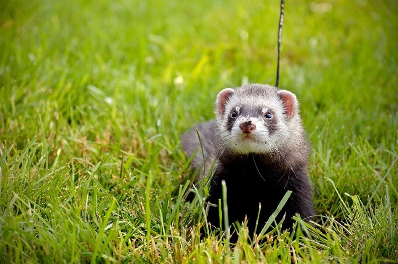 What Noise Do Ferrets Make