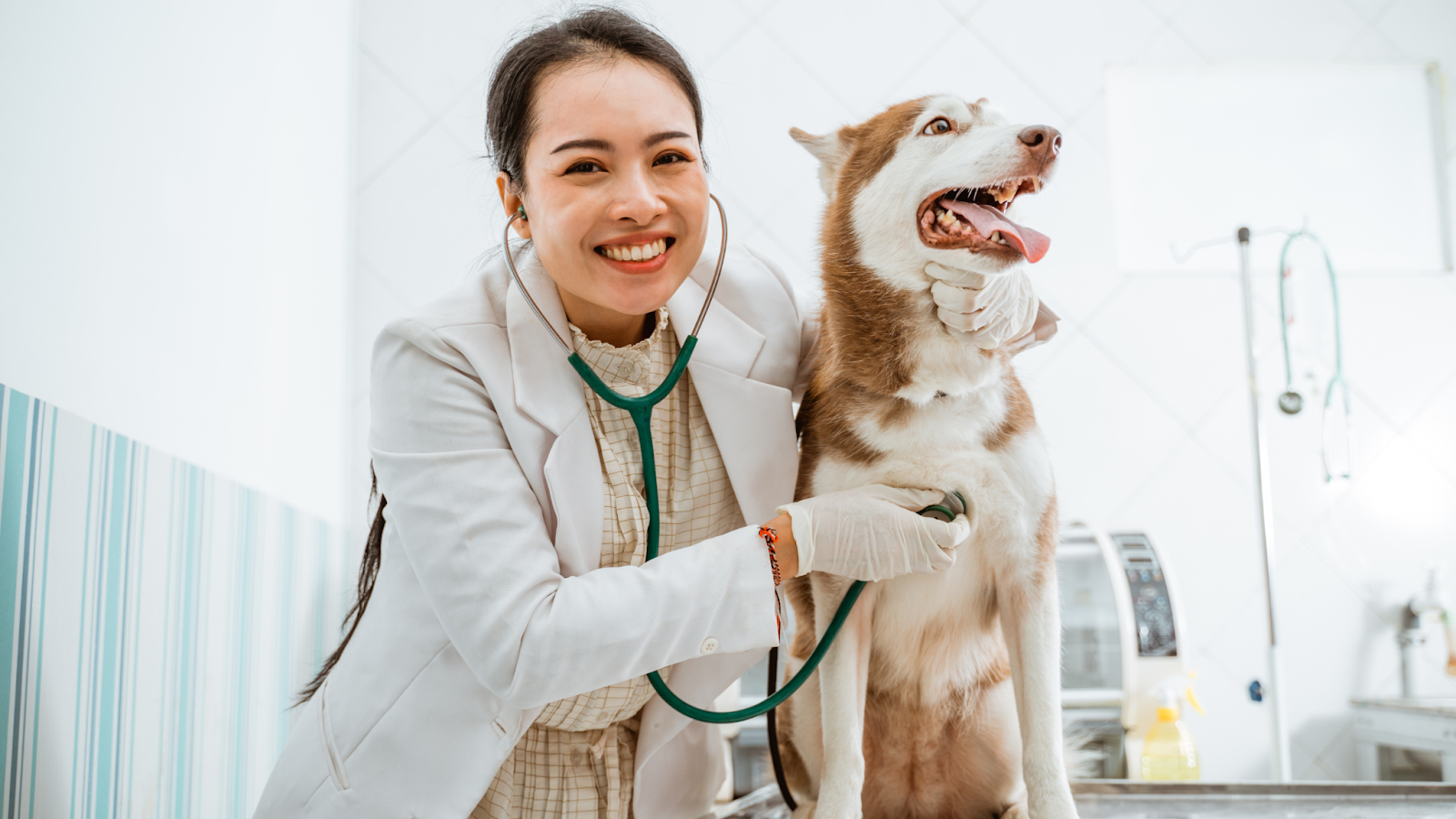 The Bordatella vaccine can help protect your dog against kennel cough.